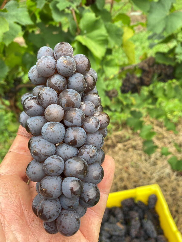 LF20221015-4Schmidt-Grapes-.jpg